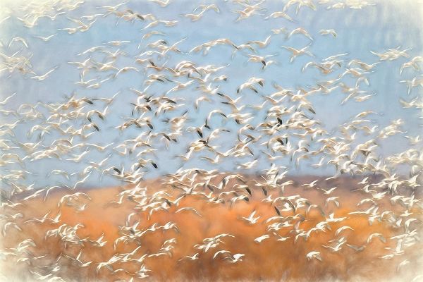 Jones, Adam 아티스트의 Painting effect on snow geese flying Bosque del Apache National Wildlife Refuge-New Mexico작품입니다.